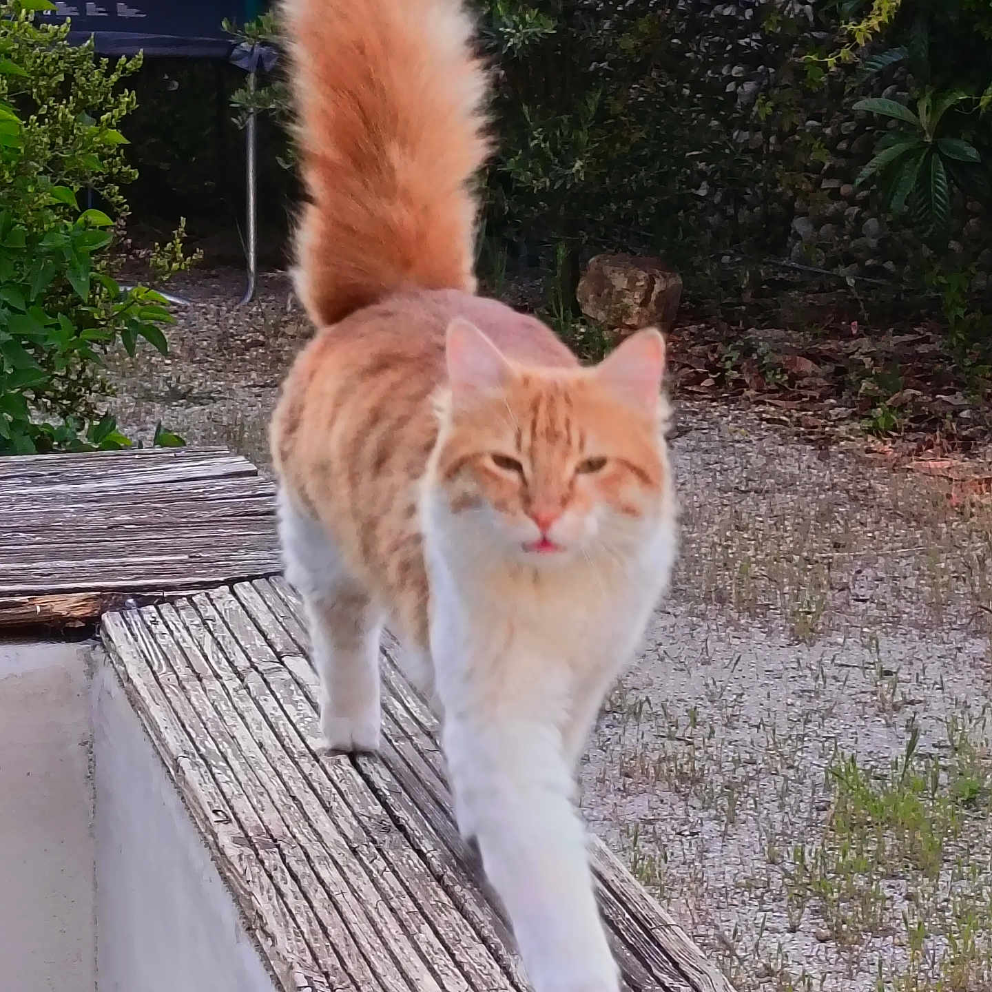 Rio a rejoint le concours — aidez-le/la à gagner de superbes lots ! cat, orange_cat, white_cat, fluffy_tail, walking_cat, outdoor, nature, wooden_ledge, greenery, pet, feline, animal, strutting, tail_up, rustic, daylight, close_up, curious, fur, mammal