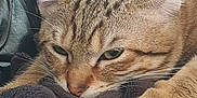 Didou a rejoint le concours — aidez-le/la à gagner de superbes lots ! animal, blanket, cat, close_up, cozy, ears, electronic_device, face, fur, indoor, leather, paw, pet, relaxed, resting, sleepy, soft, tabby, texture, whiskers