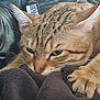animal, blanket, cat, close_up, cozy, ears, electronic_device, face, fur, indoor, leather, paw, pet, relaxed, resting, sleepy, soft, tabby, texture, whiskers