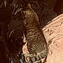 Didou participe au concours pour gagner de l'argent avec cette photo : blanket, brown, cat, comfortable, cozy, feline, floor, headphones, home, indoor, leather_couch, orange, pattern, pet, relaxed, resting, soft, striped, tabby, tile