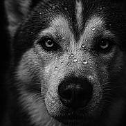 Saiko participe au concours pour gagner de l'argent avec cette photo : dog, animal, portrait, close_up, black_and_white, wet_fur, water_droplets, husky, canine, intense_gaze, face, whiskers, fur, outdoor, nature, mammal, dark_background, detailed, expression, pet