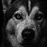 dog, animal, portrait, close_up, black_and_white, wet_fur, water_droplets, husky, canine, intense_gaze, face, whiskers, fur, outdoor, nature, mammal, dark_background, detailed, expression, pet