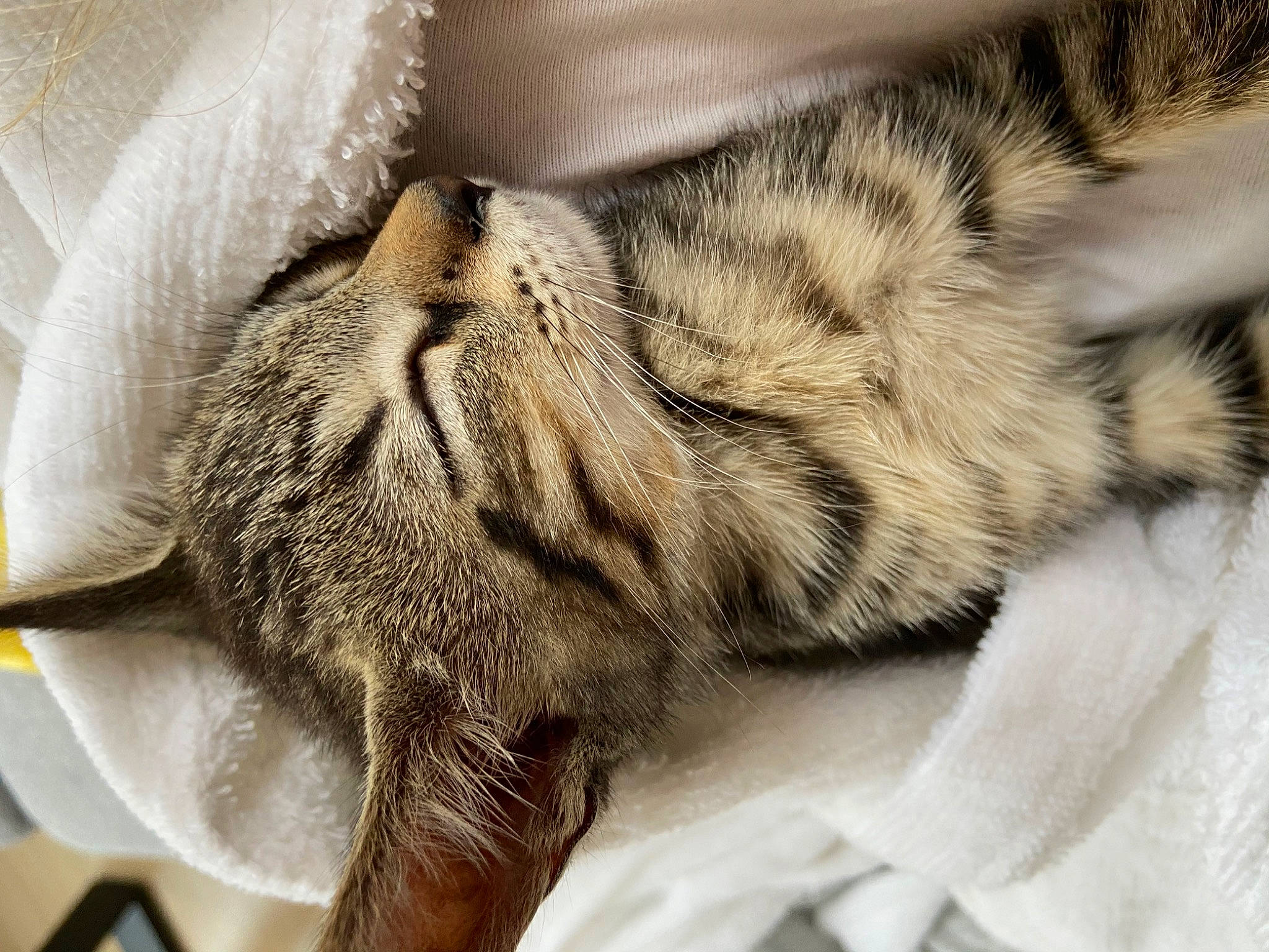 Duf participe au concours pour gagner de l'argent avec cette photo : american_shorthair, carnivore, cat, claw, close_up, domestic_short_haired_cat, dragon_li, european_shorthair, felidae, fur, nap, paw, pixie_bob, skin, sleep, small_to_medium_sized_cats, snout, tabby_cat, textile, whiskers