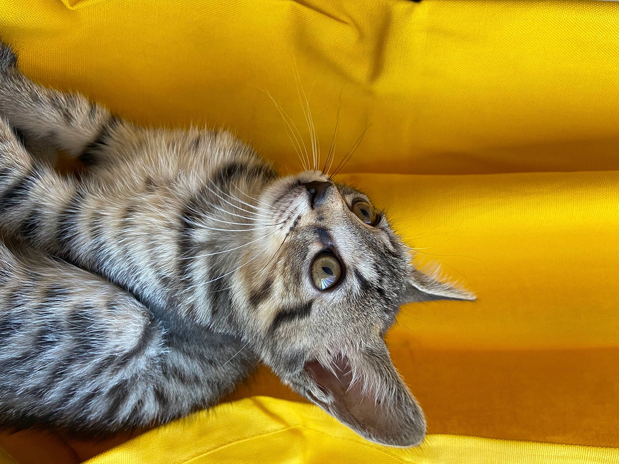 Duf a rejoint le concours — aidez-le/la à gagner de superbes lots ! american_shorthair, carnivore, cat, claw, domestic_short_haired_cat, dragon_li, felidae, fur, kitten, mammal, small_to_medium_sized_cats, snout, tabby_cat, whiskers