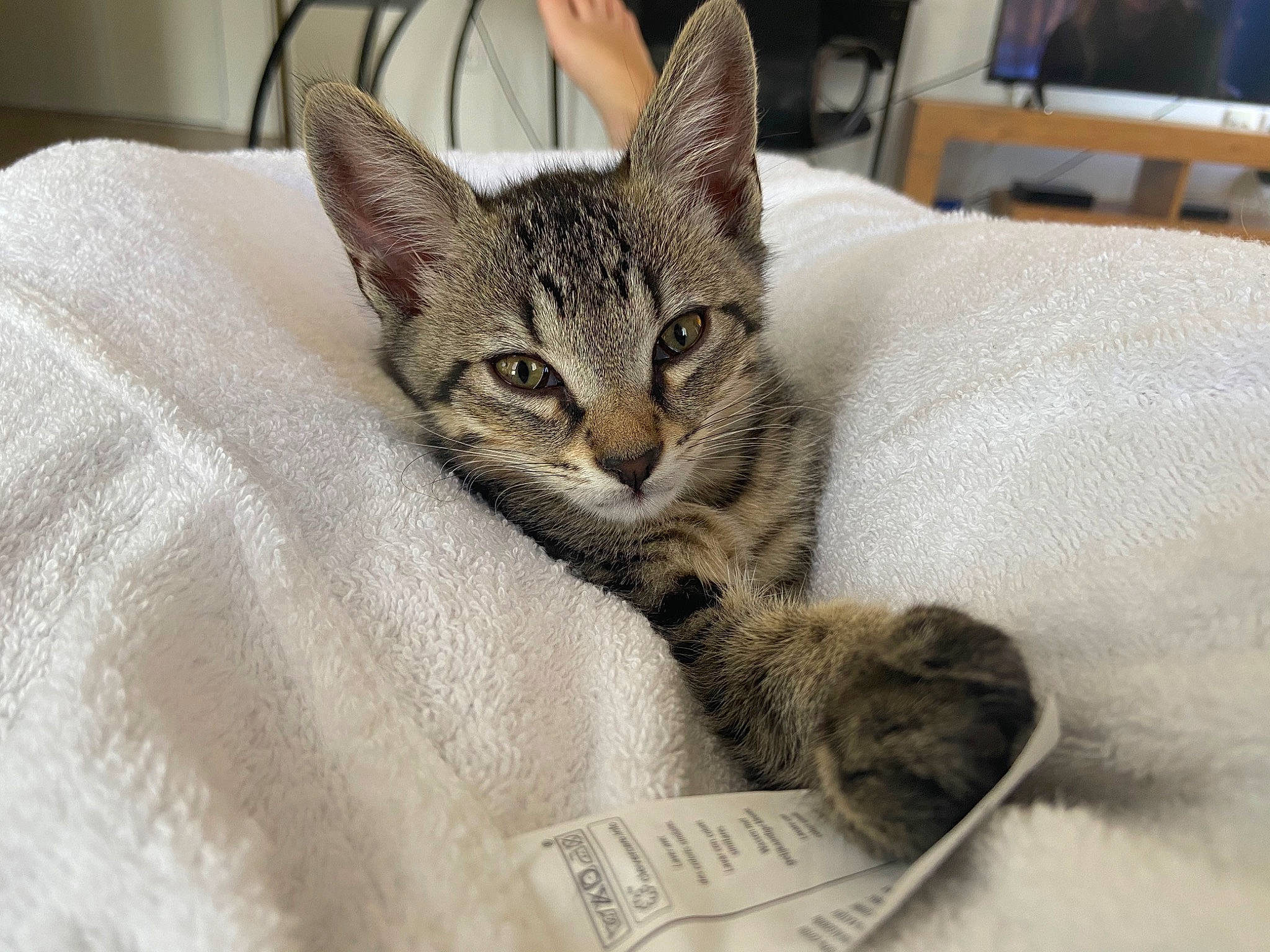 Duf participe au concours pour gagner de l'argent avec cette photo : aegean_cat, american_shorthair, asian, australian_mist, california_spangled, carnivore, cat, domestic_short_haired_cat, dragon_li, egyptian_mau, european_shorthair, felidae, kitten, mammal, pixie_bob, small_to_medium_sized_cats, snout, tabby_cat, vertebrate, whiskers