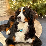 Lynette Mccarthy joined the competition — help win amazing prizes! dog, bernese_mountain_dog, pet, animal, indoor, carpet, christmas_tree, holiday_decor, ornaments, lights, relaxed, fur, black_fur, white_fur, brown_fur, paw, collar, home, festive, cozy