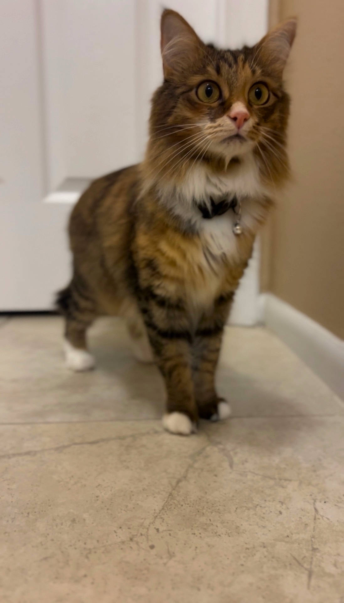 Ruby joined the competition — help win amazing prizes! abyssinian, accessories, angora, animal, cat, hardwood, kitten, leash, manx, pet, plywood, strap, wood