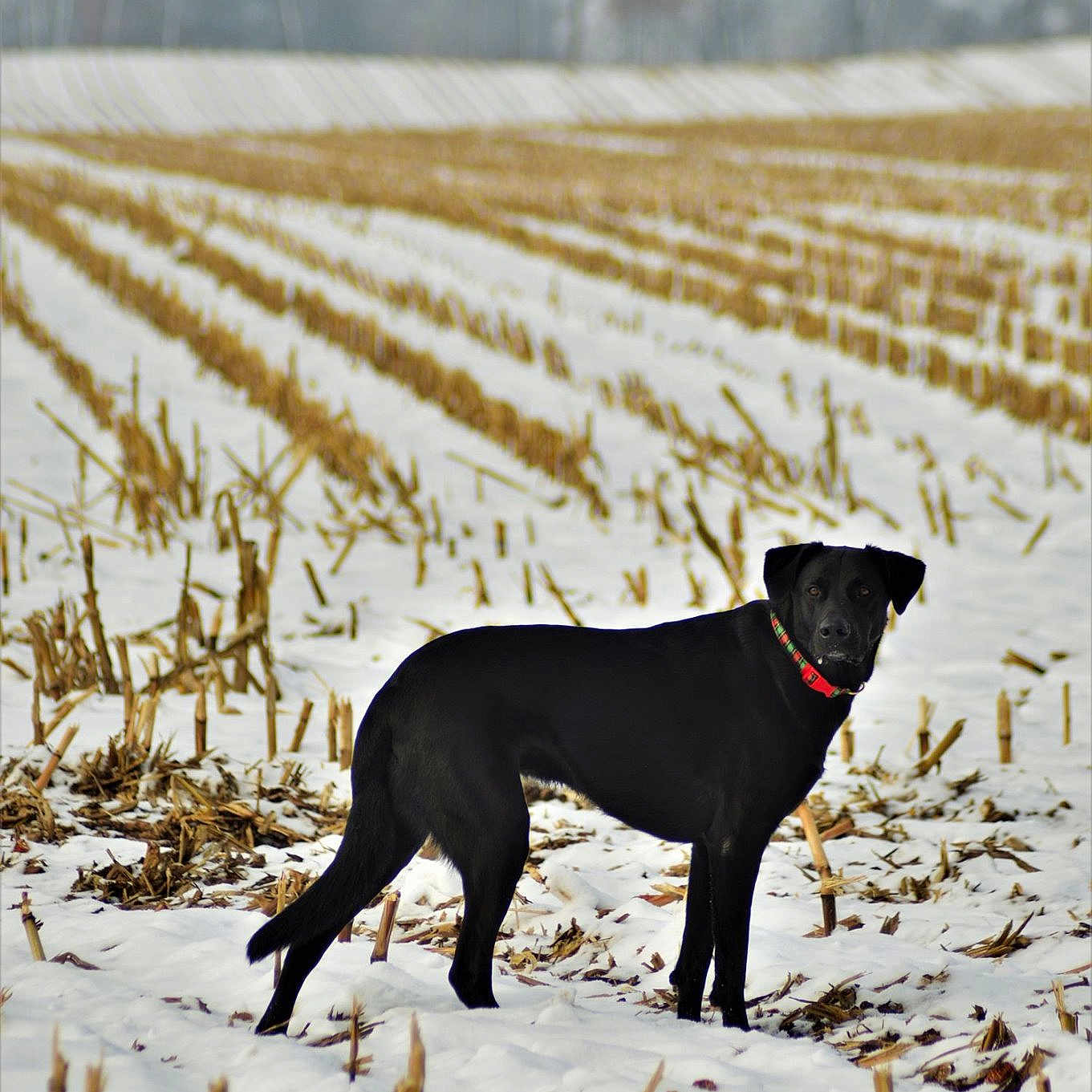 Monty is registered to the contest to win money with this photo: canidae, carnivore, dog, dog_breed, guard_dog, hunting_dog, labrador_retriever, mammal, pointing_breed, snow, sporting_group, tail, vertebrate, winter