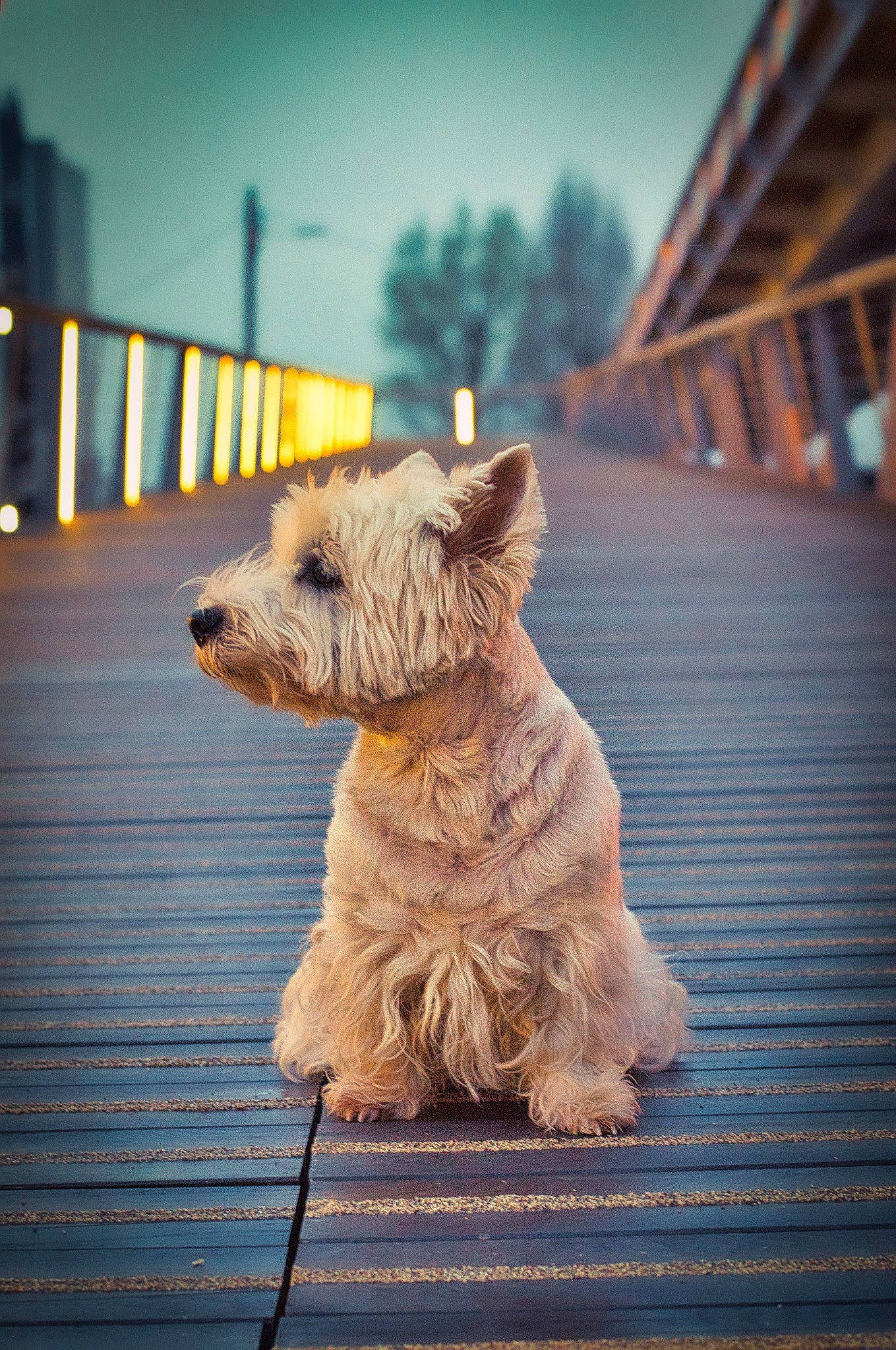 Duc participe au concours pour gagner de l'argent avec cette photo : canidae, carnivore, collar, companion_dog, dog, dog_breed, dog_collar, dog_supply, pet_supply, shadow, small_terrier, snout, sporting_group, terrier, working_animal