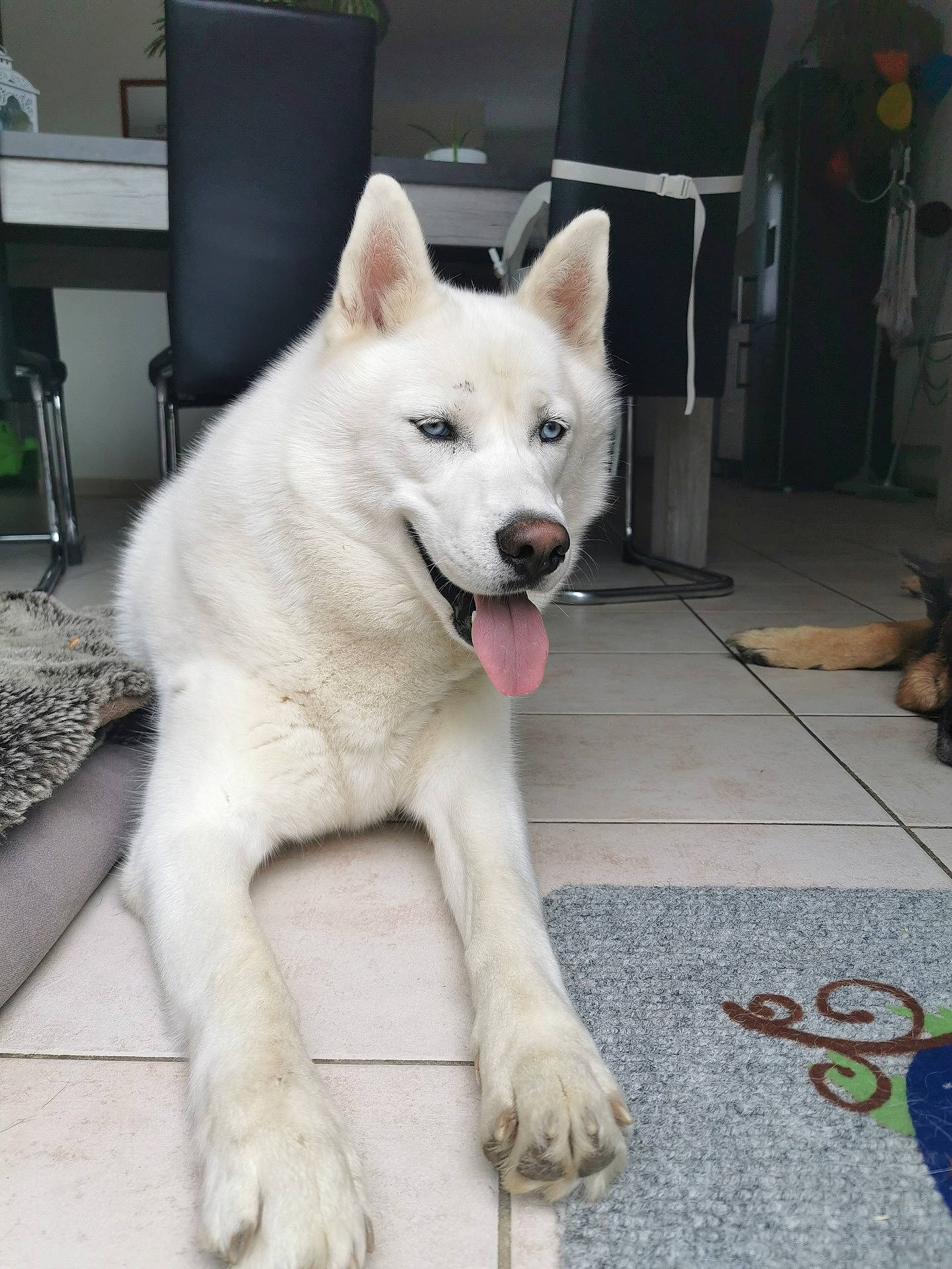 Malko a rejoint le concours — aidez-le/la à gagner de superbes lots ! canidae, carnivore, collar, companion_dog, dog, dog_breed, floor, houseplant, kishu, korean_jindo_dog, pet_supply, snout, sporting_group, working_animal