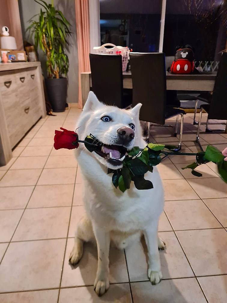 Malko a rejoint le concours — aidez-le/la à gagner de superbes lots ! cabinetry, canidae, carnivore, collar, companion_dog, dog, dog_breed, dog_collar, dog_supply, floor, flooring, flowerpot, home, houseplant, leash, pet_supply, snout, sporting_group, tile, working_animal