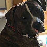 Archie is registered to the contest to win money with this photo: animal, black, brindle, brown, canine, close_up, collar, dog, domestic, ears, friendly, fur, household, indoor, looking_back, muzzle, pet, portrait, tongue, white