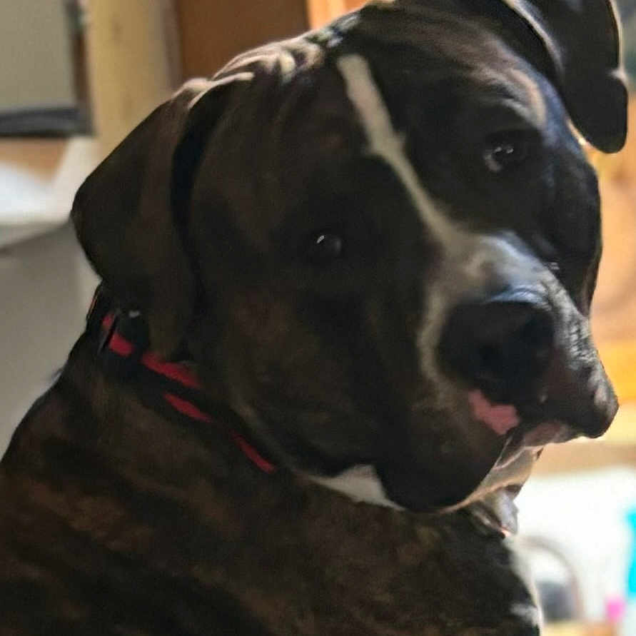 Archie
