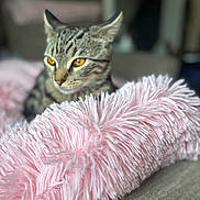Ziggy joined the competition — help win amazing prizes! animal, blanket, blurred_background, cat, close_up, cozy, ears, eyes, feline, fur, home, indoor, pet, pink, portrait, relaxed, resting, soft_texture, tabby, whiskers