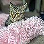 animal, blanket, blurred_background, cat, close_up, cozy, ears, eyes, feline, fur, home, indoor, pet, pink, portrait, relaxed, resting, soft_texture, tabby, whiskers