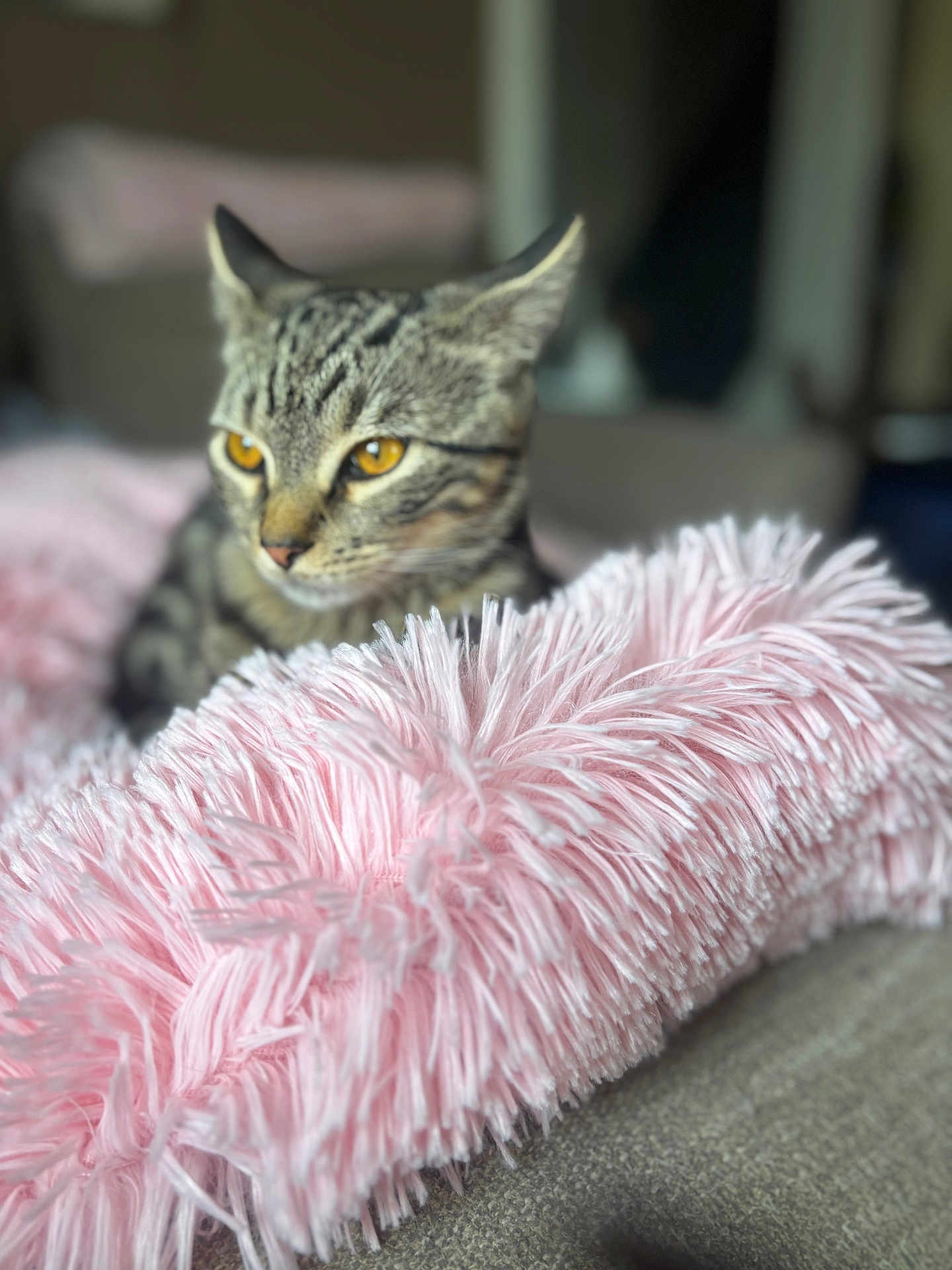 Ziggy