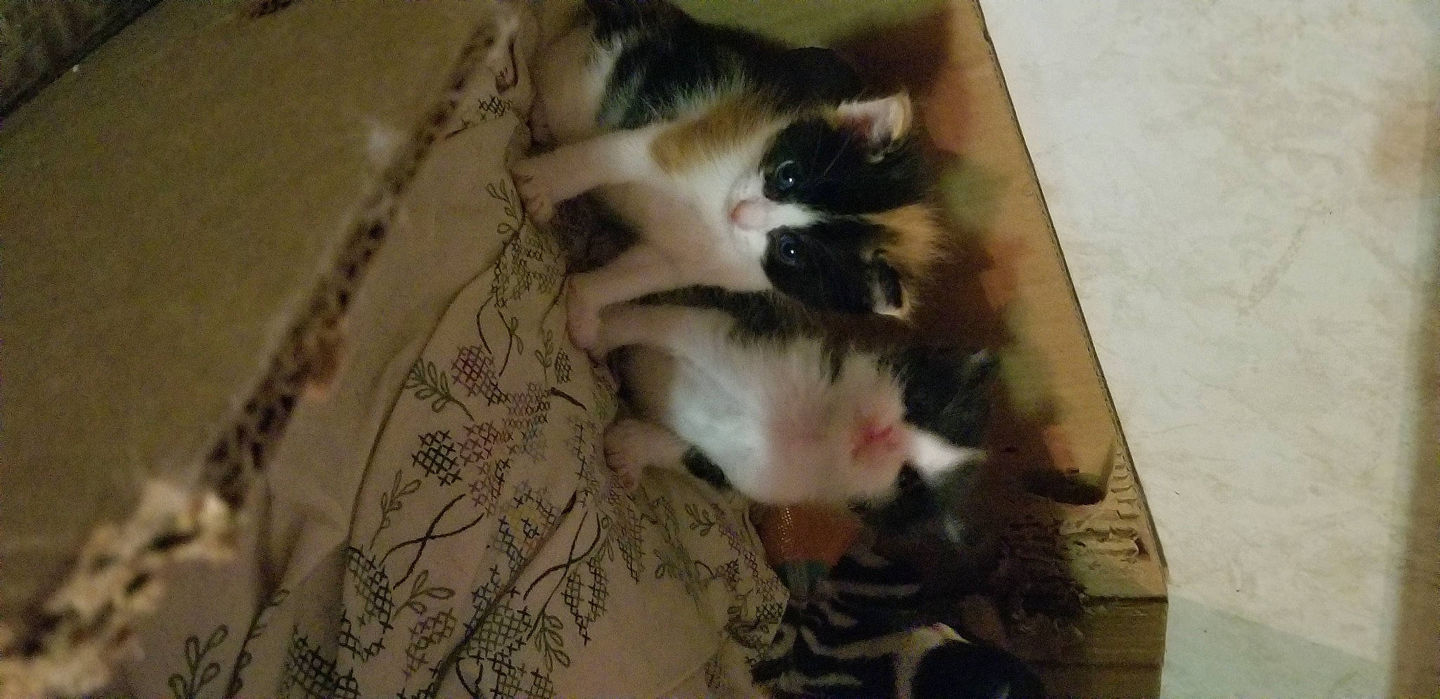 Patches is registered to the contest to win money with this photo: carnivore, cat, comfort, domestic_short_haired_cat, felidae, flooring, fur, hardwood, paw, room, small_to_medium_sized_cats, tail, whiskers, wood