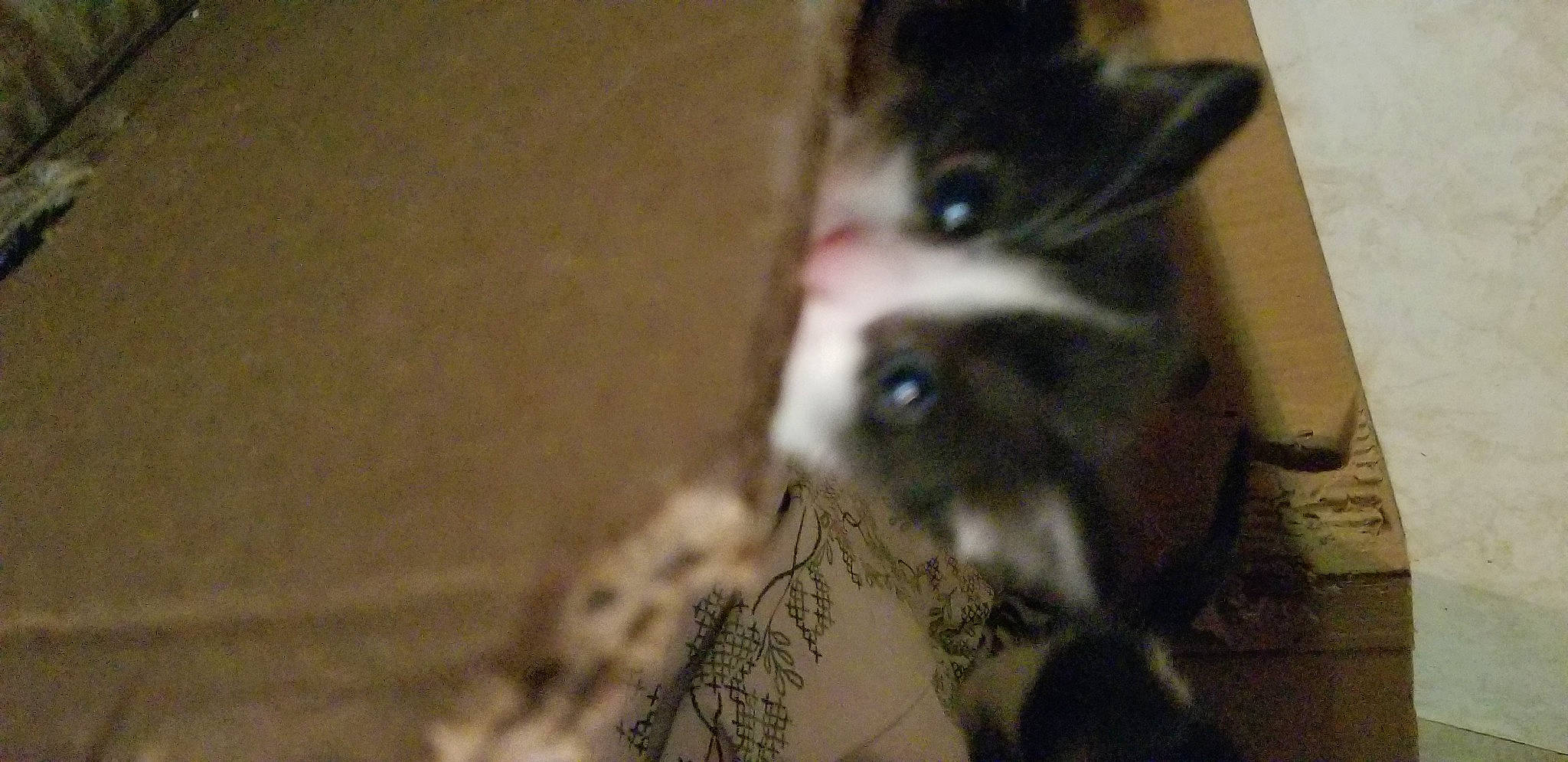 Patches joined the competition — help win amazing prizes! carnivore, cat, domestic_short_haired_cat, ear, felidae, flooring, fur, hardwood, human_leg, small_to_medium_sized_cats, snout, tail, terrestrial_animal, whiskers, wood