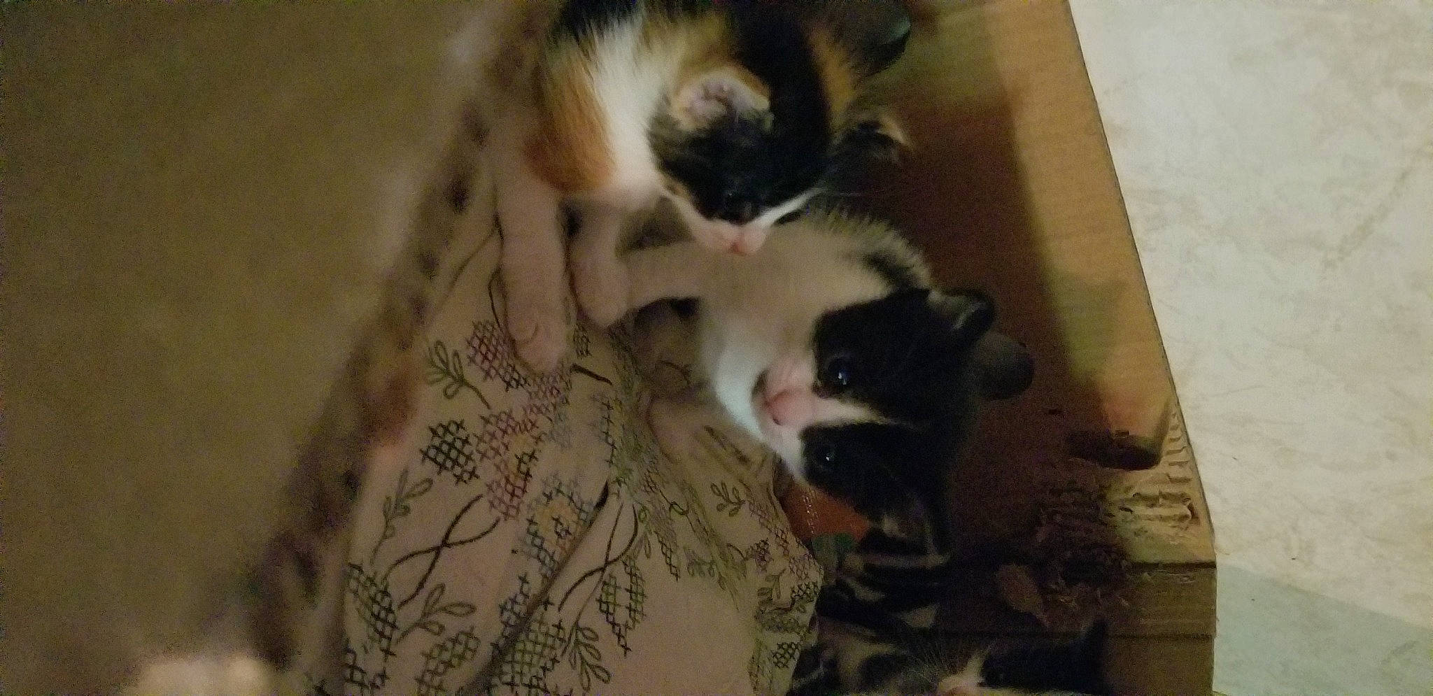 Patches is registered to the contest to win money with this photo: canidae, carnivore, cat, claw, comfort, companion_dog, dog_breed, domestic_short_haired_cat, fawn, felidae, fur, hardwood, paw, puppy, small_to_medium_sized_cats, snout, sporting_group, tail, whiskers, wood