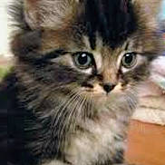 Meeko joined the competition — help win amazing prizes! kitten, cat, furry, cute, indoor, pet, animal, closeup, young, tabby, whiskers, ears, eyes, fur, adorable, mammal, domestic, face, portrait, small