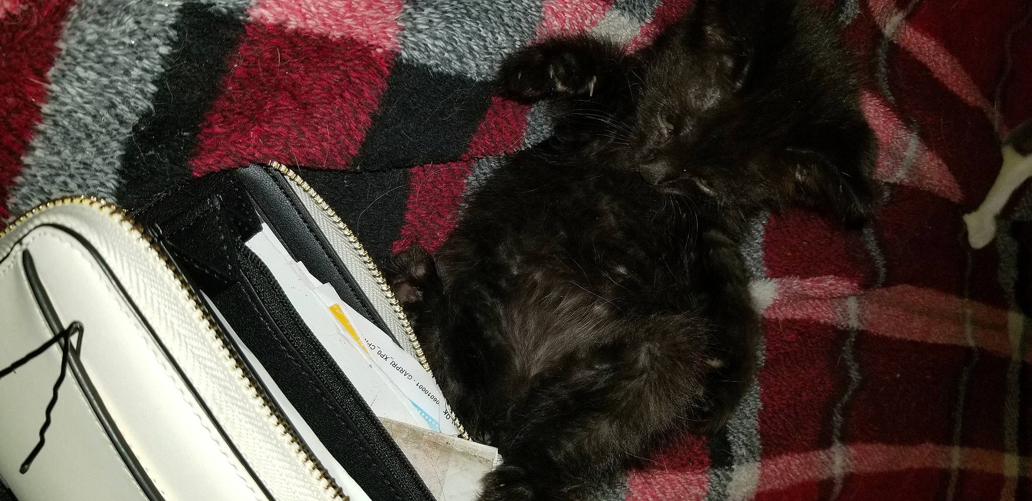 Licorice is registered to the contest to win money with this photo: carmine, carnivore, companion_dog, dog, dog_breed, dog_supply, fashion_accessory, felidae, fur, liver, magenta, pattern, plaid, tail, tartan, terrier, toy_dog, wool, woolen, working_animal