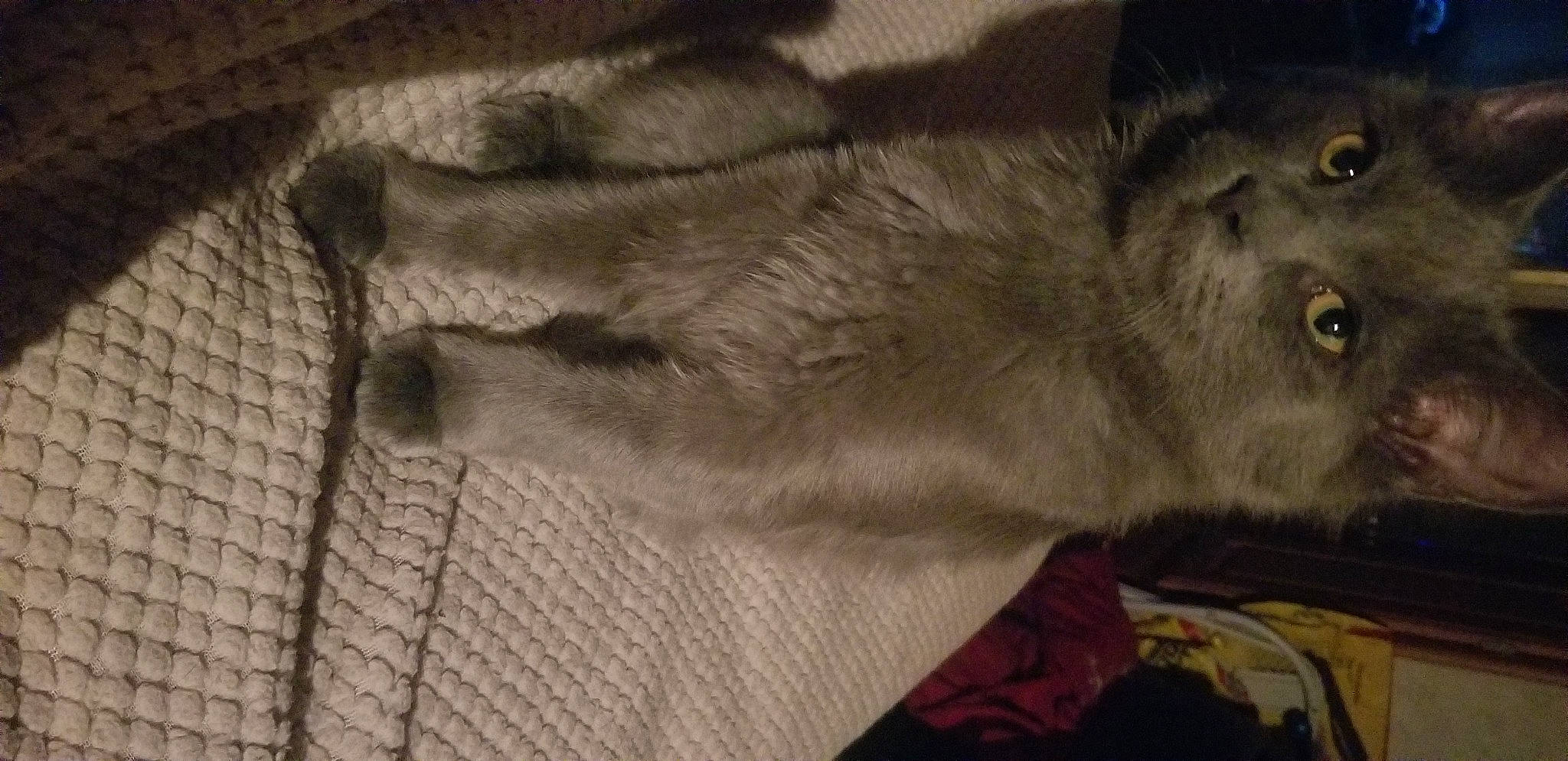 Sheba joined the competition — help win amazing prizes! big_cats, canidae, carnivore, comfort, dog_breed, domestic_short_haired_cat, fawn, felidae, fur, grey, liver, paw, small_to_medium_sized_cats, snout, sporting_group, tail, terrestrial_animal, whiskers, working_animal, wrinkle