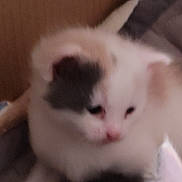 Yuki joined the competition — help win amazing prizes! animal, blurred, cat, closeup, cozy, cute, domestic, ears, face, feline, fur, furry, gray, indoor, nose, pet, resting, small, soft, white