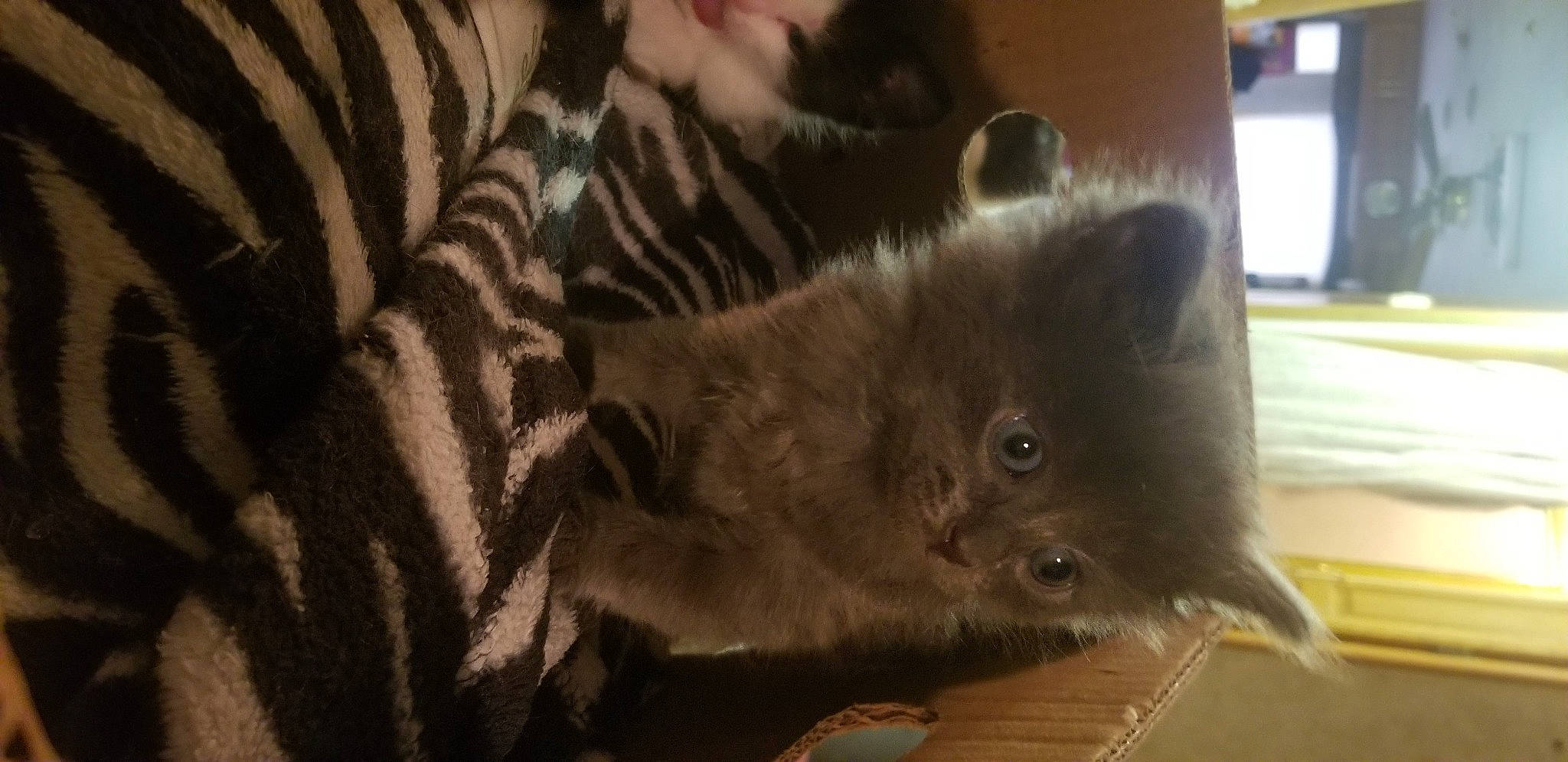 Smokey is registered to the contest to win money with this photo: black_cat, carnivore, cat, claw, comfort, domestic_short_haired_cat, fawn, felidae, flooring, fur, hardwood, paw, russian_blue, small_to_medium_sized_cats, snout, tail, terrestrial_animal, whiskers, wood