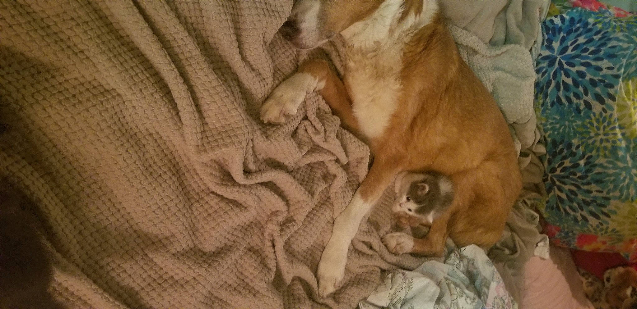 Ozzy joined the competition — help win amazing prizes! bedding, brown, canidae, carnivore, comfort, companion_dog, dog, dog_breed, fawn, felidae, fur, hardwood, linens, pattern, sleeve, small_to_medium_sized_cats, sporting_group, whiskers, wood, woven_fabric