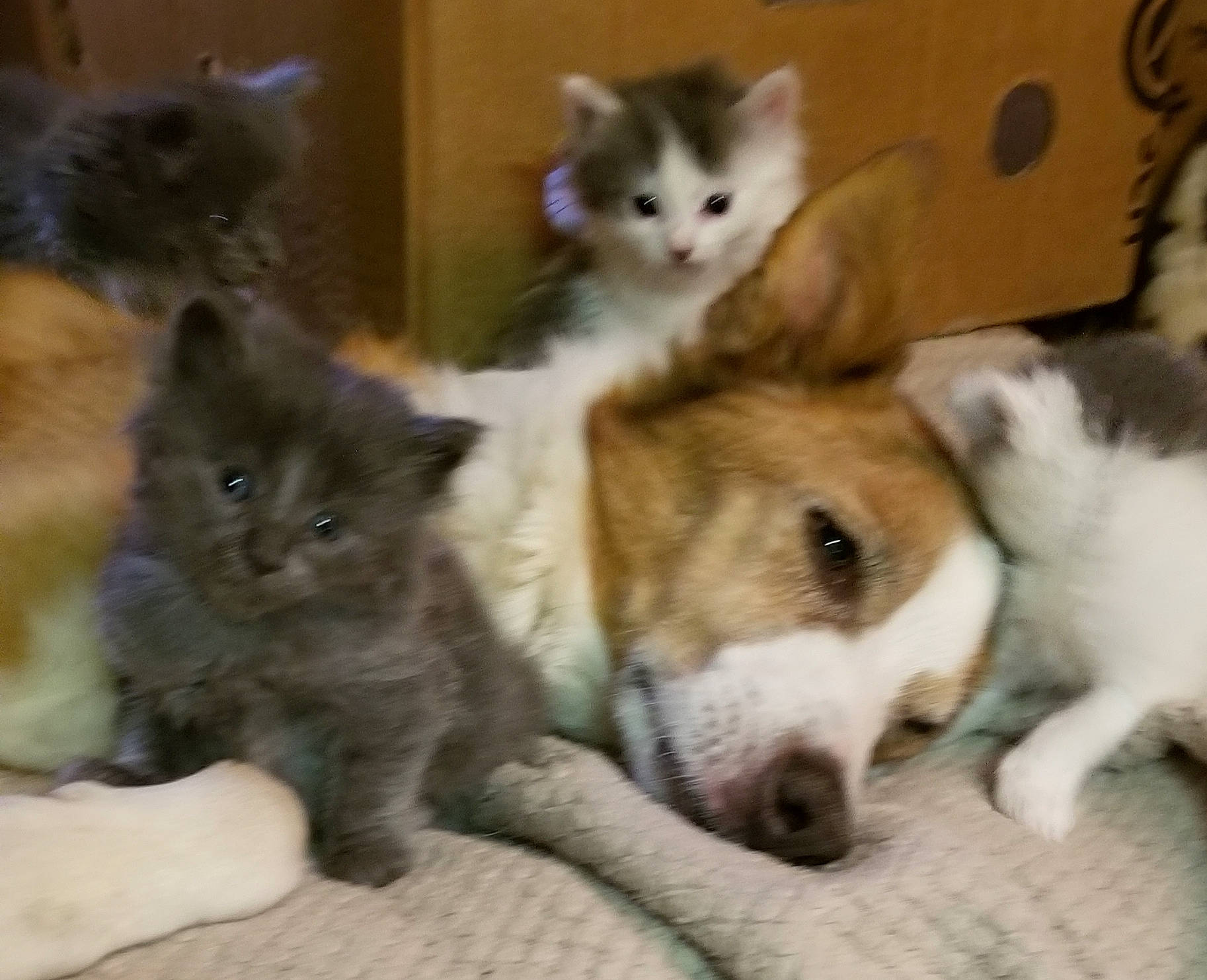 Ozzy is registered to the contest to win money with this photo: animal_shelter, carnivore, cat, cat_supply, comfort, companion_dog, dog, dog_breed, domestic_short_haired_cat, fawn, felidae, fur, paw, pet_supply, small_to_medium_sized_cats, tail, terrestrial_animal, whiskers