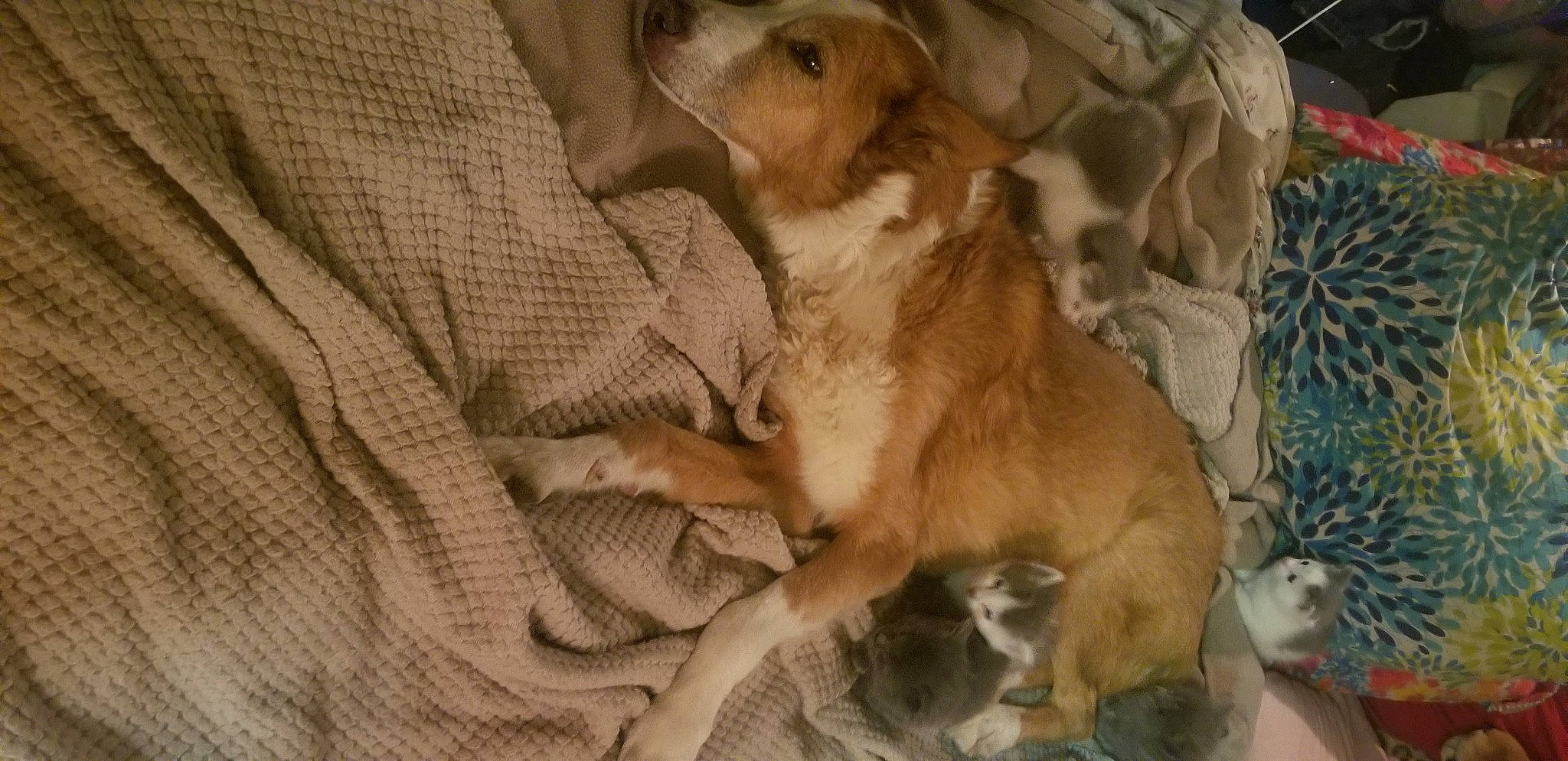 Ozzy joined the competition — help win amazing prizes! canidae, carnivore, comfort, companion_dog, dog, dog_breed, fawn, fur, gun_dog, liver, sporting_group, wood, working_animal