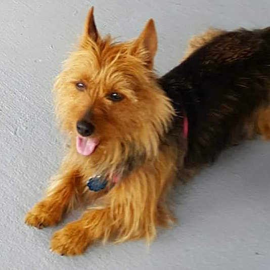 Josie