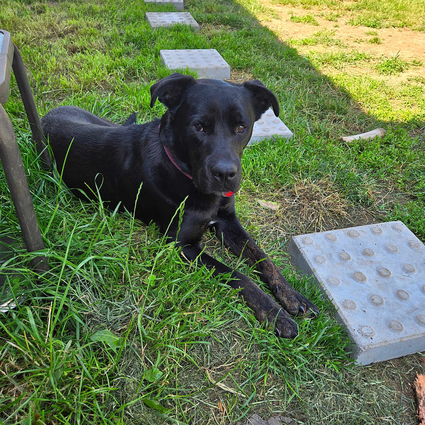 Rebel is registered to the contest to win money with this photo: animal, backyard, canine, dog, flagstone, furniture, grass, labradorretriever, lawn, nature, outdoors, path, pet, plant, pointer, puppy, sidewalk, slate, walkway, yard