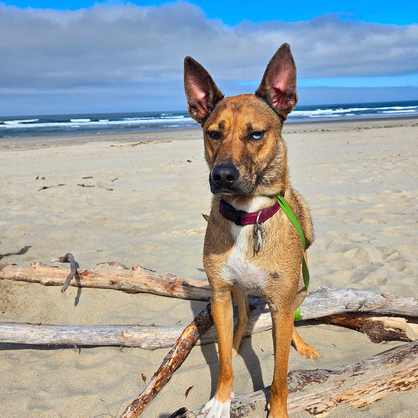 Risky joined the competition — help win amazing prizes! accessories, animal, beach, canine, coast, dog, driftwood, germanshepherd, hound, leash, nature, outdoors, pet, puppy, sea, shoreline, soil, strap, water, wood