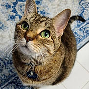 Jazzy is registered to the contest to win money with this photo: cat, close_up, collar, curious, ears, fur, green_eyes, id_tag, indoor, looking_up, muzzle, patterned_rug, paws, pet, portrait, rug, sitting, tabby_cat, tiled_floor, whiskers