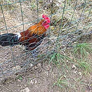 Indy participe au concours pour gagner de l'argent avec cette photo :