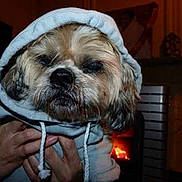 Mao a rejoint le concours — aidez-le/la à gagner de superbes lots !