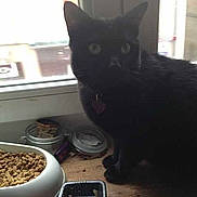 Bella a rejoint le concours — aidez-le/la à gagner de superbes lots !