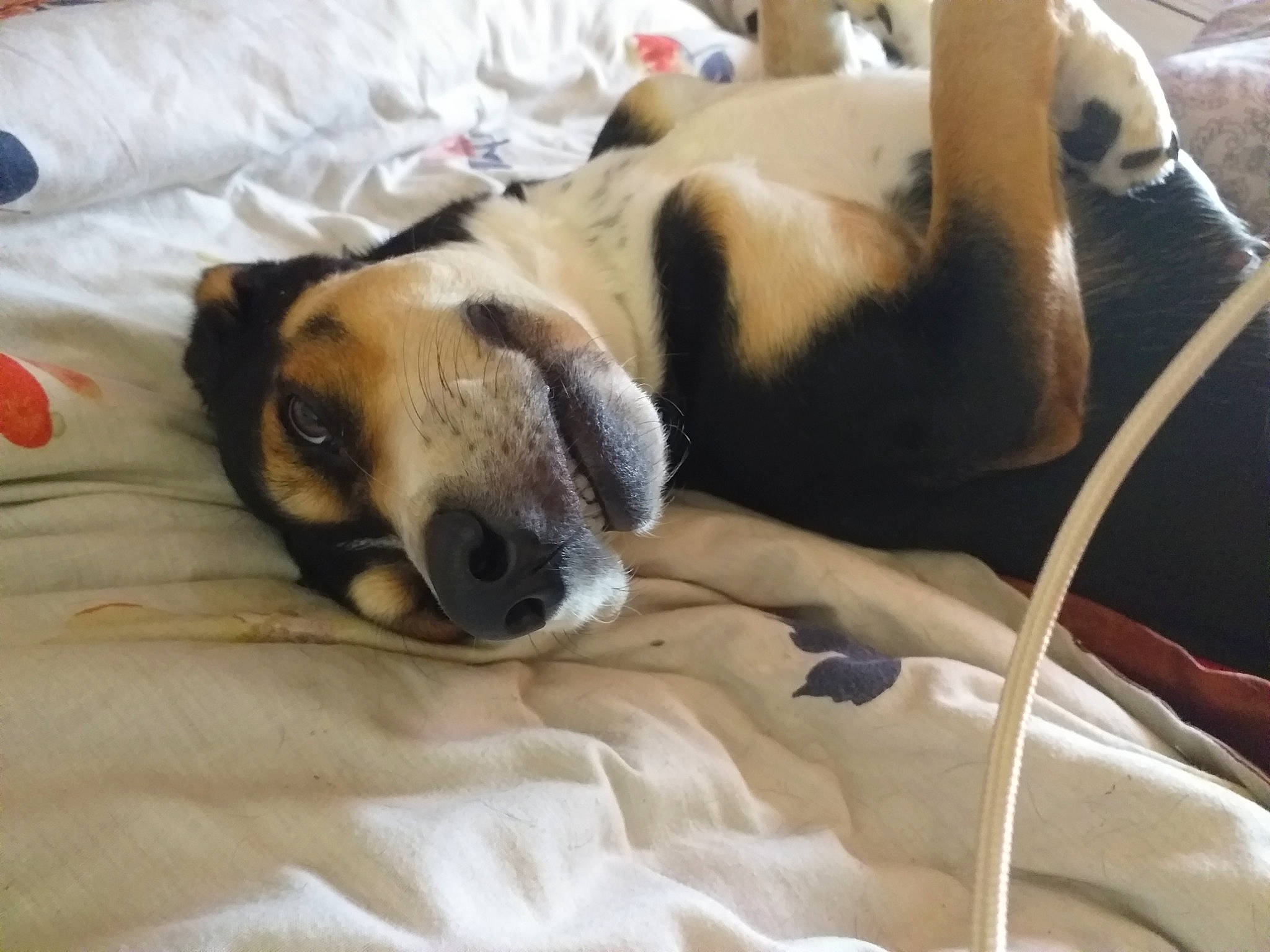 Ava participe au concours pour gagner de l'argent avec cette photo : black_mouth_cur, canidae, carnivore, dog, dog_breed, fawn, fox_terrier, lurcher, mammal, nap, puppy, puppy_love, sleep, smooth_fox_terrier, snout, street_dog, whippet