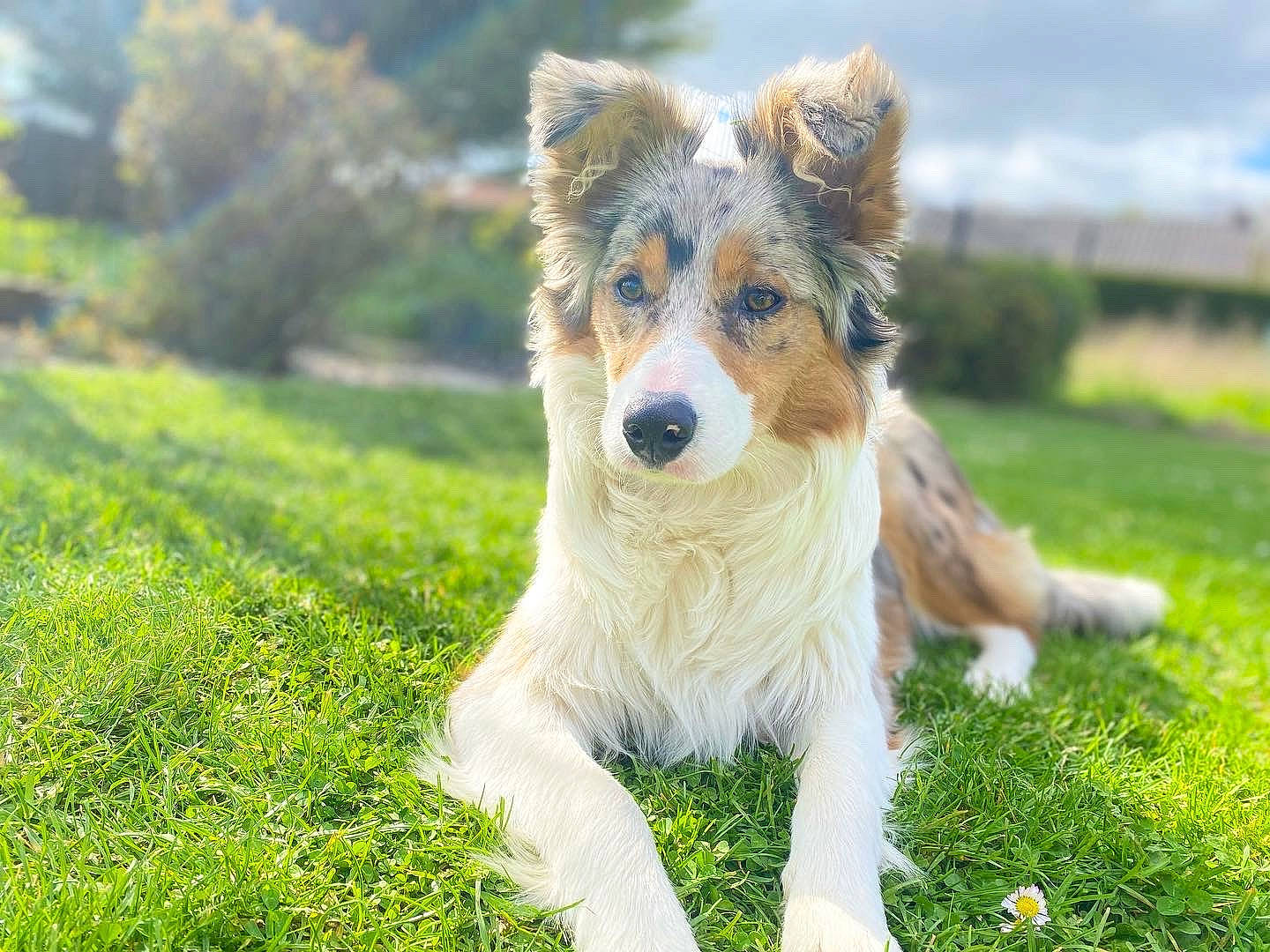Maddie a rejoint le concours — aidez-le/la à gagner de superbes lots ! canidae, carnivore, cloud, companion_dog, dog, dog_breed, fawn, fur, grass, grassland, groundcover, herding_dog, plant, sky, snout, sporting_group, tail, terrestrial_animal, whiskers, working_dog