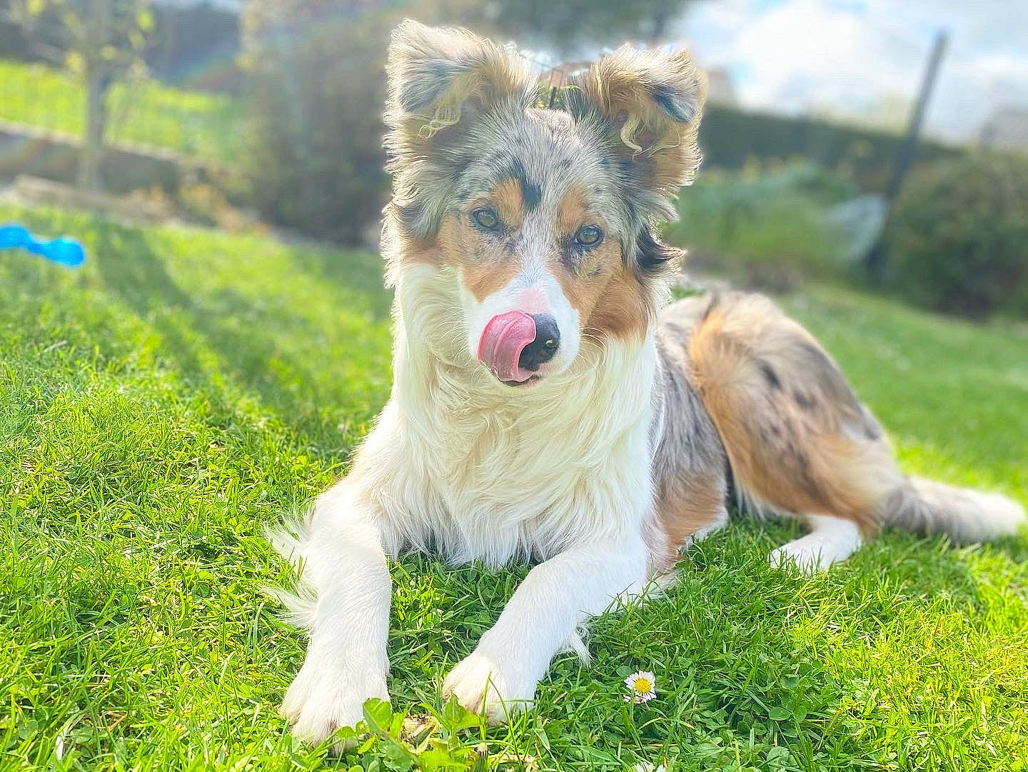 Maddie participe au concours pour gagner de l'argent avec cette photo : canidae, canis, carnivore, companion_dog, dog, dog_breed, fawn, fur, grass, grassland, herding_dog, plant, sky, snout, sporting_group, tail, terrestrial_animal, whiskers, wildlife, working_dog