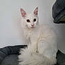 Bounty a rejoint le concours — aidez-le/la à gagner de superbes lots ! cat, white_cat, fluffy, long_hair, sitting, indoors, pet_bed, gray_bed, golden_eyes, pointed_ears, tail, fur, animal_portrait, front_facing, alert, cute, home, wall, cozy, photography