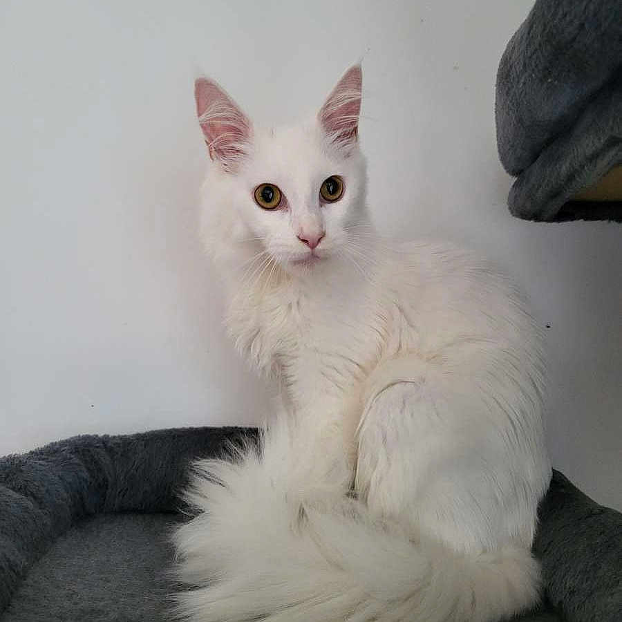Bounty a rejoint le concours — aidez-le/la à gagner de superbes lots ! cat, white_cat, fluffy, long_hair, sitting, indoors, pet_bed, gray_bed, golden_eyes, pointed_ears, tail, fur, animal_portrait, front_facing, alert, cute, home, wall, cozy, photography