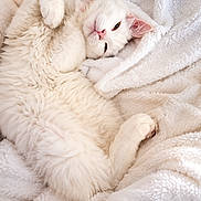 Bounty a rejoint le concours — aidez-le/la à gagner de superbes lots ! cat, white_cat, fluffy, fur, pet, animal, sleeping, relaxed, cozy, blanket, soft, indoor, portrait, close_up, cute, pink_nose, green_eyes, lying_down, warm_lighting, cuddly