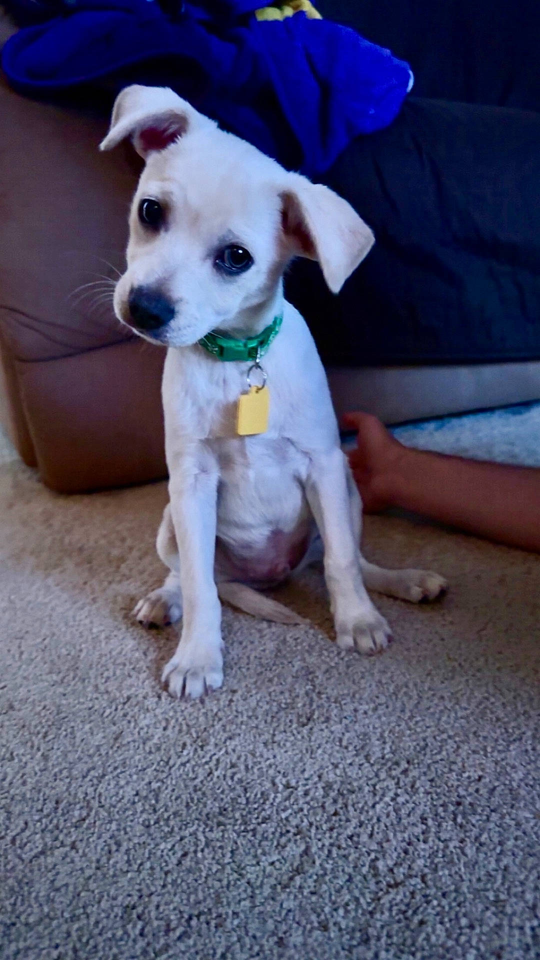 Bentley is registered to the contest to win money with this photo: adorable, blanket, canine, carpet, child_hand, collar, couch, curious, cute, dog, domestic_animal, floor, head_tilt, indoor, living_room, pet, puppy, sitting, white_dog, young_dog