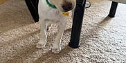 Bentley is registered to the contest to win money with this photo: puppy, dog, white_dog, carpet, indoor, furniture, crate, collar, pet, cute, small_dog, curious, head_tilt, floor, domestic, canine, animal, young_dog, household, playful
