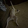 Bentley is registered to the contest to win money with this photo: dog, carpet, couch, blanket, paw_print, indoor, pet, lying_down, playful, light, shadow, fur, canine, relaxed, home, animal, leg_up, cute, floor, resting