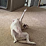 Bentley is registered to the contest to win money with this photo: dog, white_dog, carpet, pet_carrier, indoor, staircase, black_railings, playful, stretching, lying_down, paw, ear, nose, floor, house, room, light, shadow, relaxed, animal