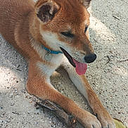 Bella participe au concours pour gagner de l'argent avec cette photo : dog, animal, outdoor, sand, stick, collar, tongue, paw, pet, canine, happy, playful, sunlight, nature, resting, brown_fur, ears, snout, closeup, daytime