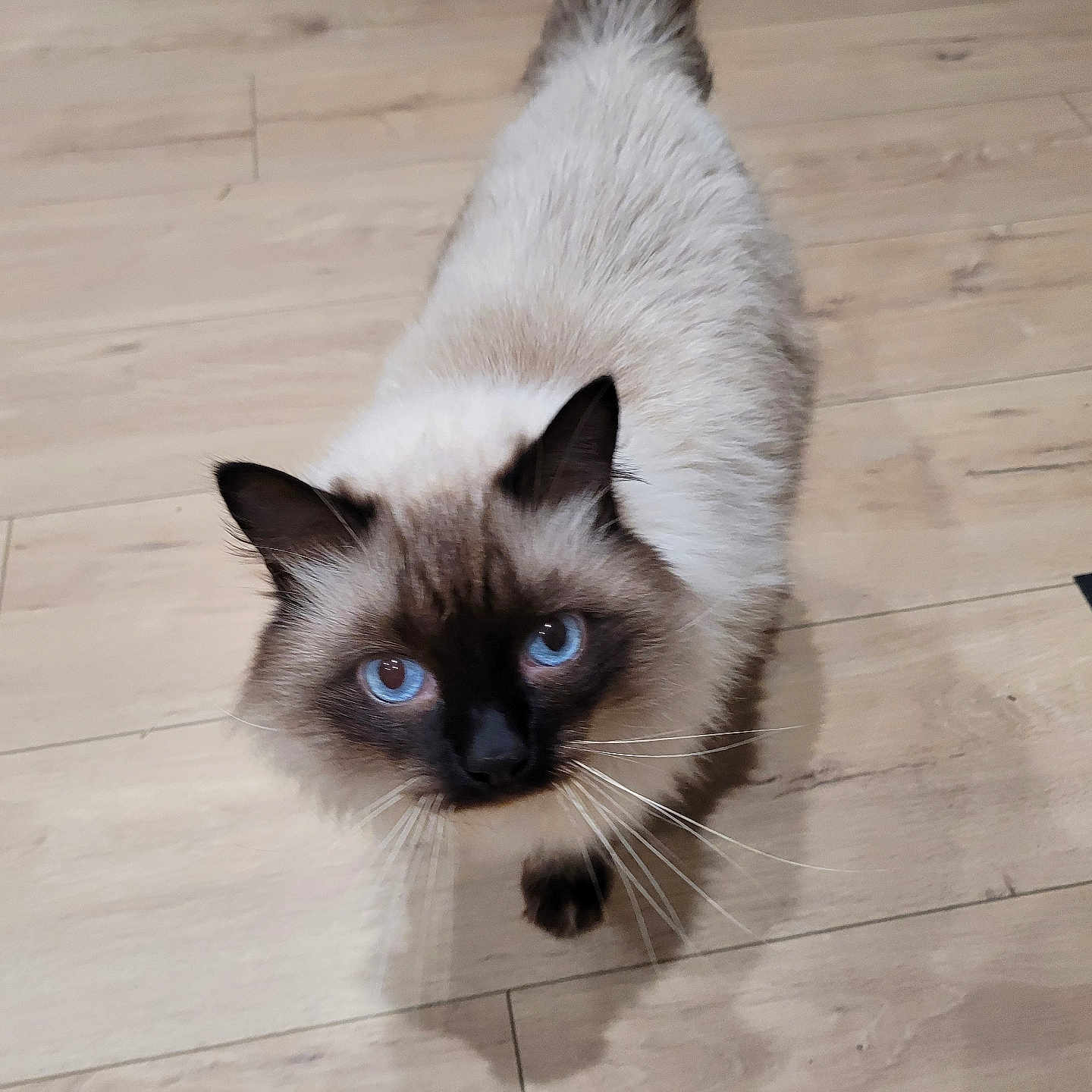 Ruby a rejoint le concours — aidez-le/la à gagner de superbes lots ! animal, blue_eyes, cat, close_up, curious, cute, domestic, feline, fluffy, himalayan, indoor, looking_up, mammal, pet, siamese, soft_fur, walking, whiskers, wooden_floor, young_cat